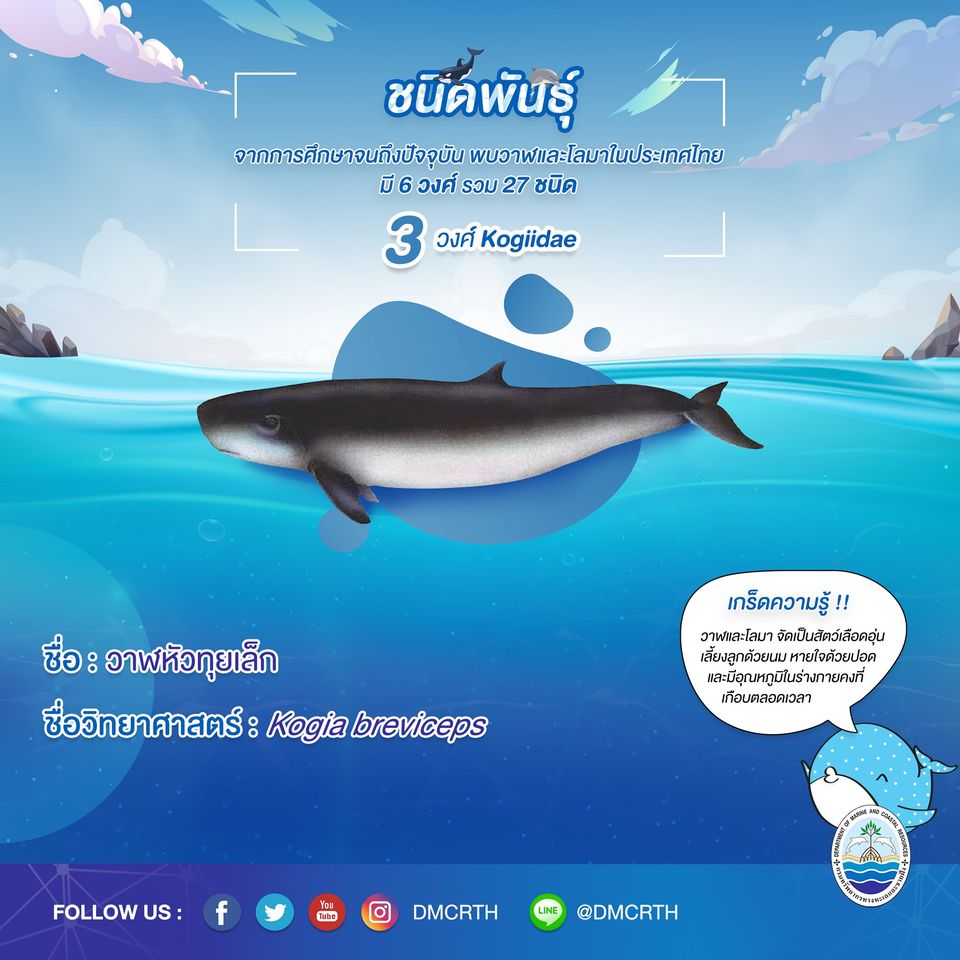 รู้จักเรา รู้จักวาฬ/โลมา วันละชนิด #๗ วาฬหัวทุยเล็ก