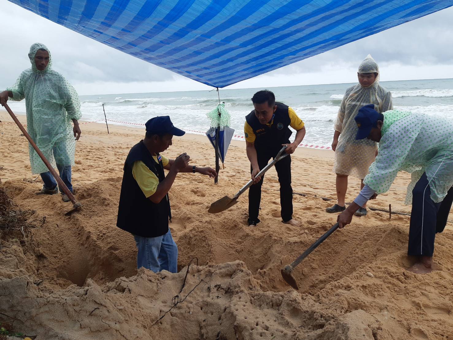 แม่เต่าทะเลโผล่วางไข่บริเวณชายหาดนาใต้ จ.พังงา