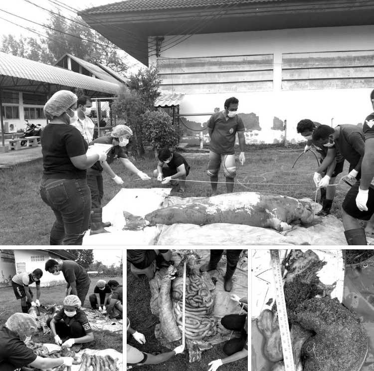 เผยผลชันสูตรซากพะยูน จากเกาะเหลาเหลียง ตรัง