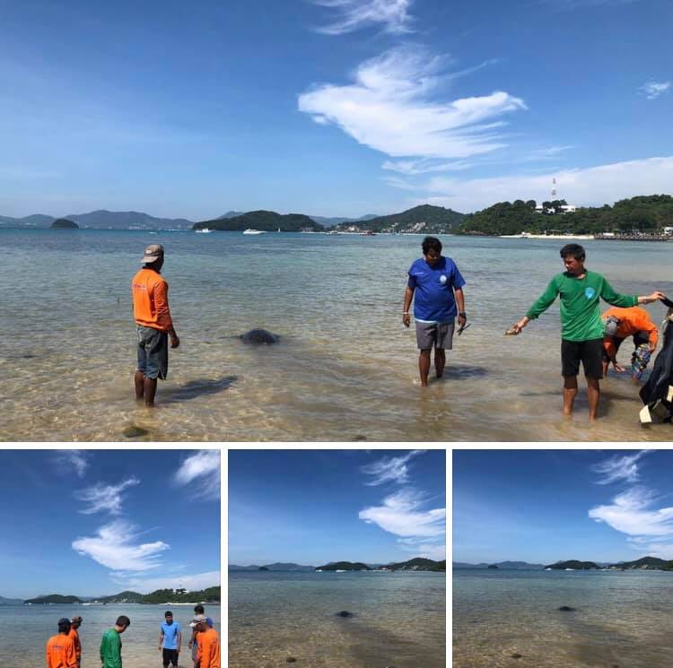 พาแม่เต่าตนุที่พักฟื้นจนหายดีแล้ว ปล่อยคืนสู่ทะเลภูเก็ต