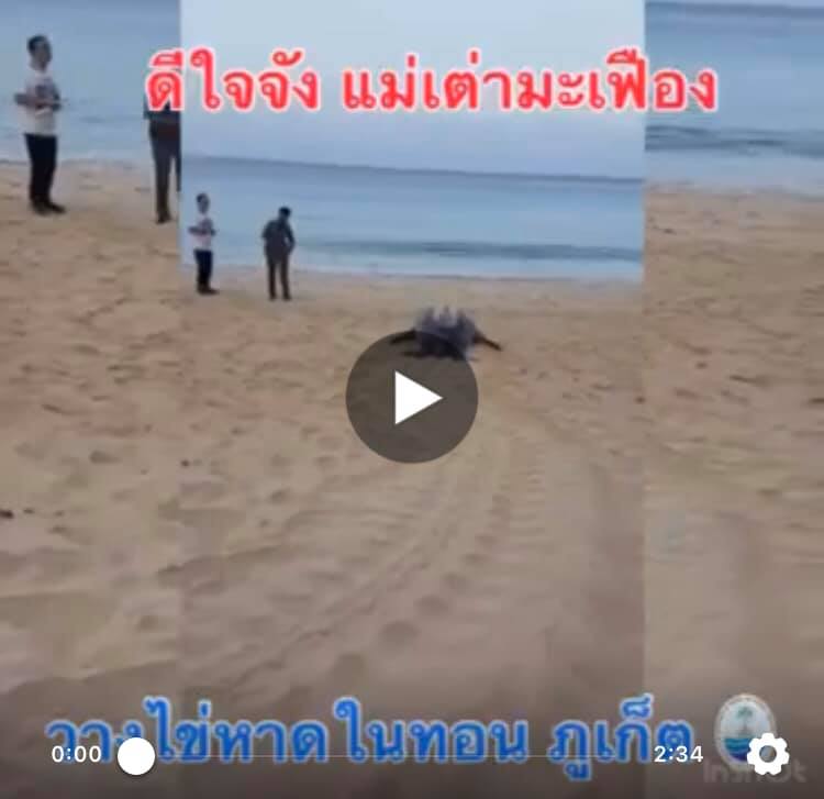 ข่าวดีรับอรุณ วันนี้สุขใจจัง เต่ามะเฟืองวางไข่เพิ่ม