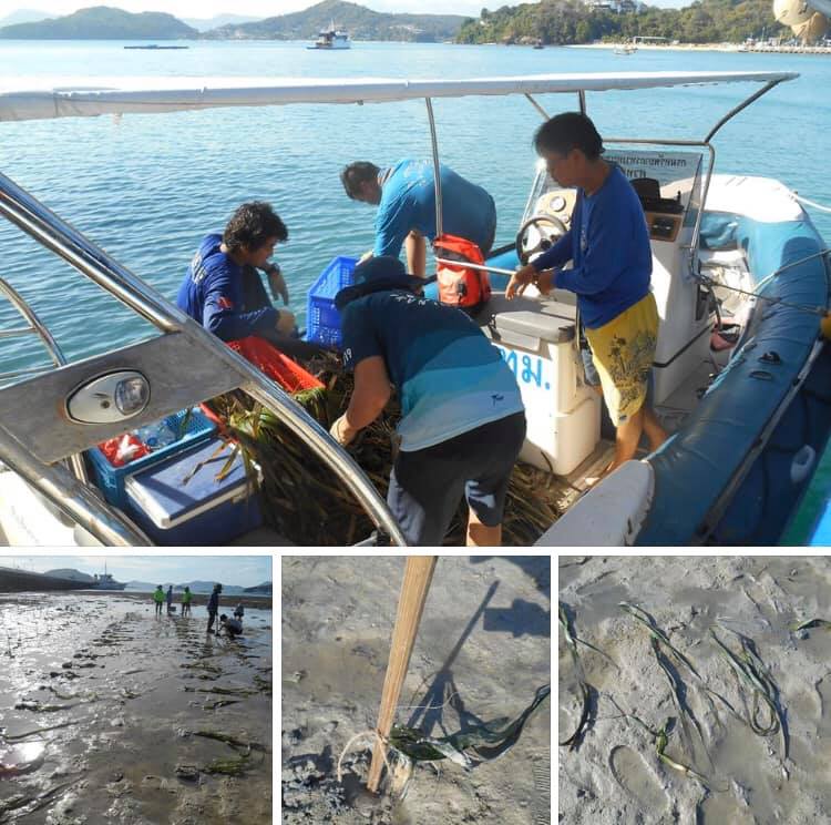 ฟื้นฟูหญ้าทะเล หาดปากคลองมุดง ภูเก็ต