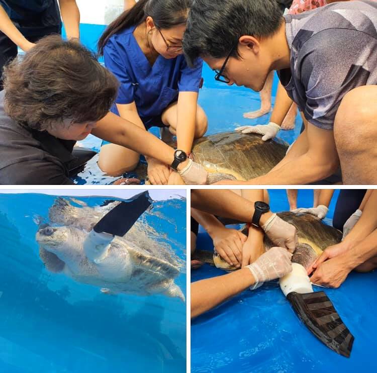 จับมือพัฒนากายอุปกรณ์ เพิ่มคุณภาพชีวิตสัตว์ทะเลพิการ
