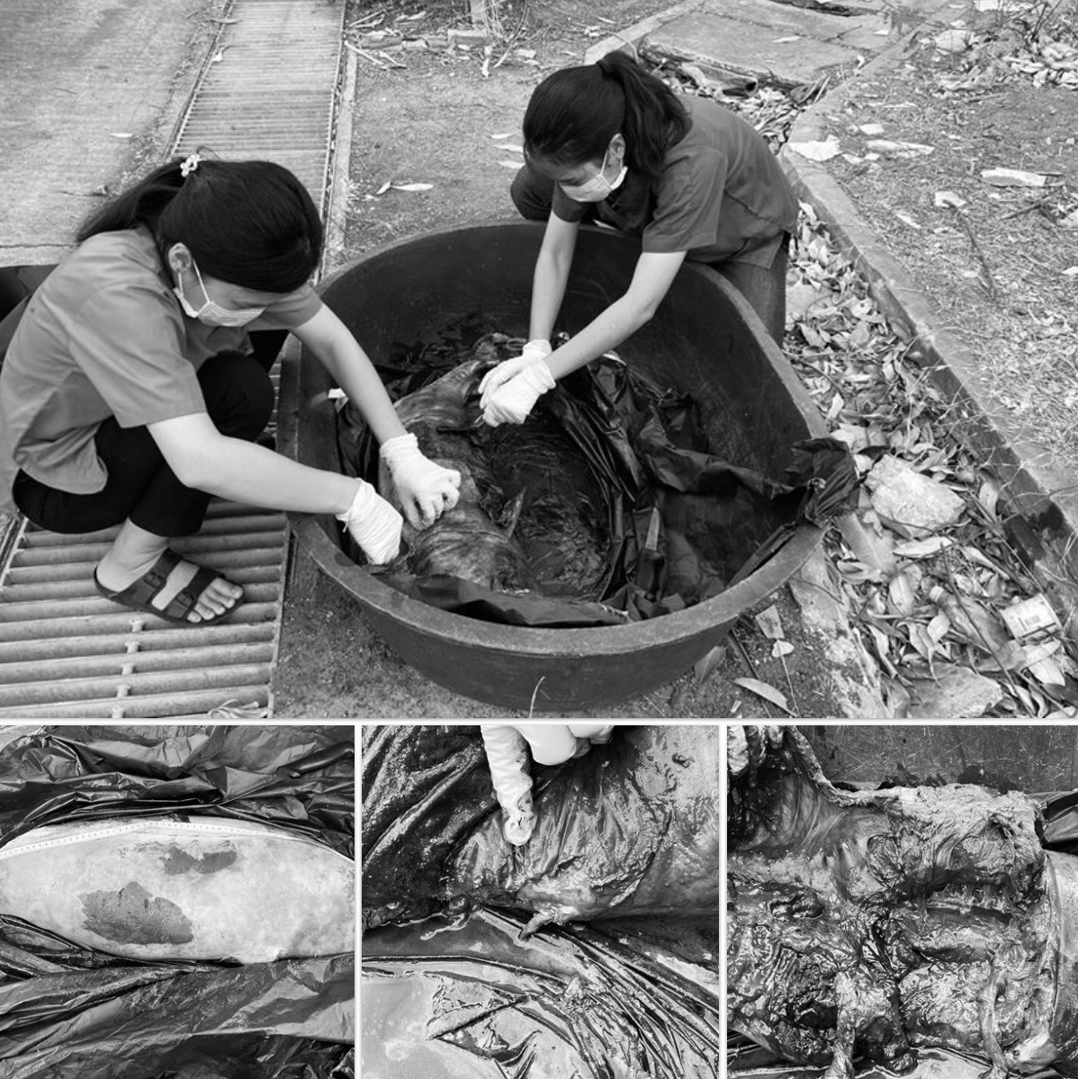 ระบุได้ไม่ชัดเจน ซากโลมาเกยฝั่งบางปูใหม่