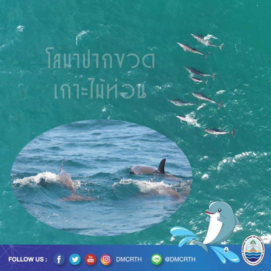 สวัสดี พี่น้องเครือข่ายอนุรักษ์ทะเลไทย