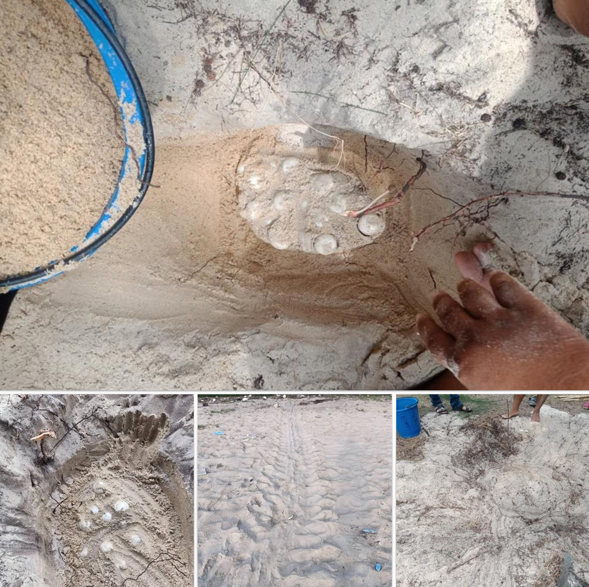 ชายหาดสงขลาสะอาด พบเต่าทะเลวางไข่