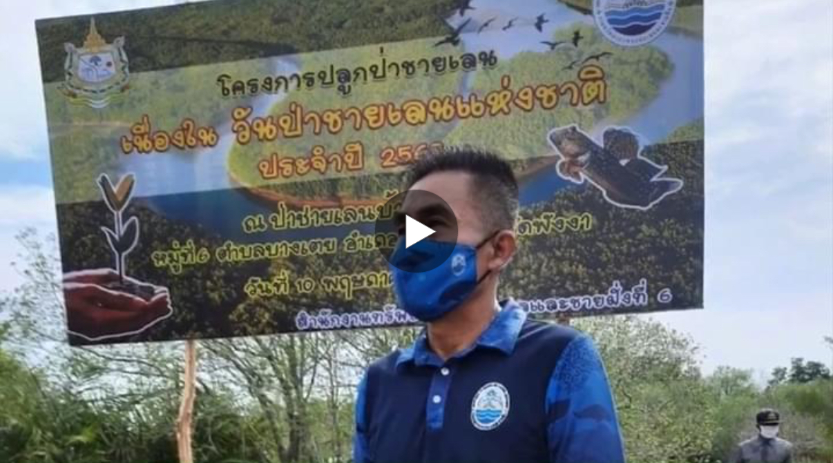 พ่อเมืองพังงา นำปลูกฟื้นฟูในวันป่าชายเลนแห่งชาติ