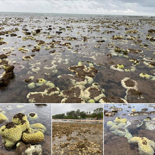 เฝ้าระวังเต็มที่ช่วงน้ำทะเลลดต่ำ ปะการังหาดพลาอ่อนแอ