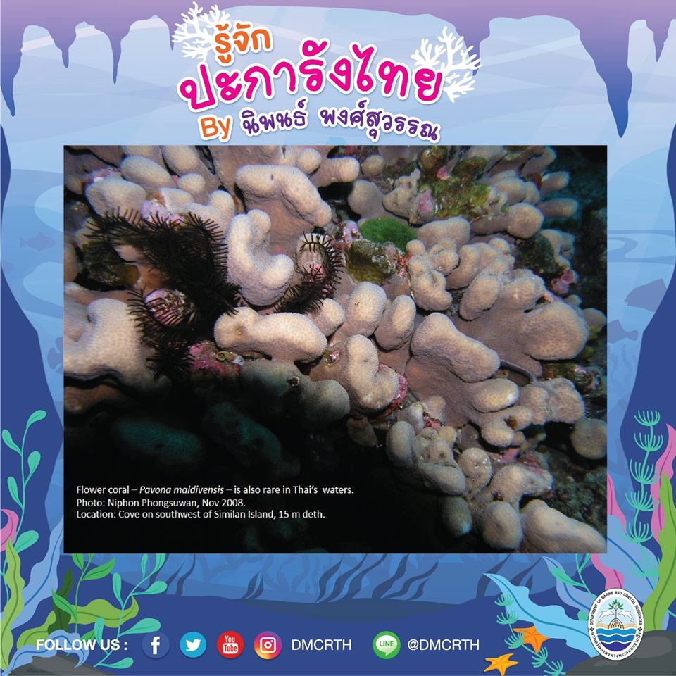 พาท่องโลกใต้ทะเล ทำความรู้จักปะการังวันละตัว #๒๗