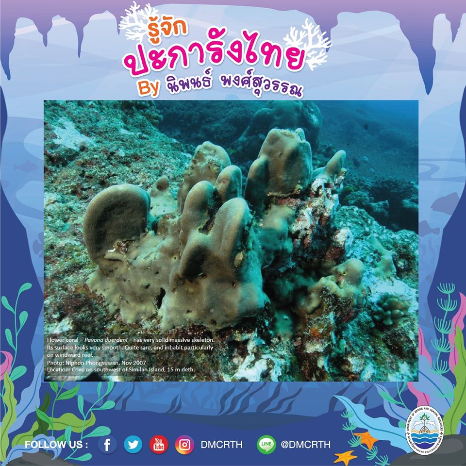 พาท่องโลกใต้ทะเล ทำความรู้จักปะการังวันละตัว #๒๘