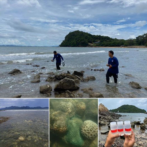 ติดตามสถานการณ์ปะการังฟอกขาวทะเลจันทบุรี