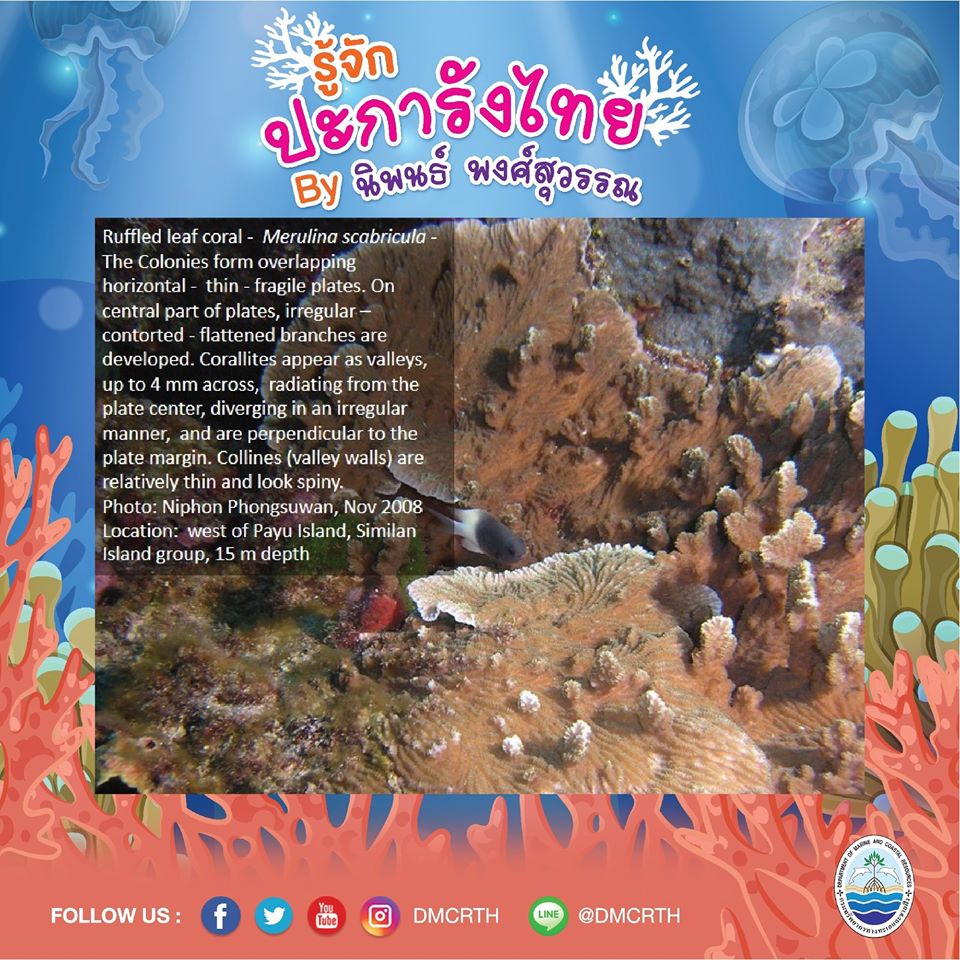 พาท่องโลกใต้ทะเล ทำความรู้จักปะการังวันละตัว #๕๗