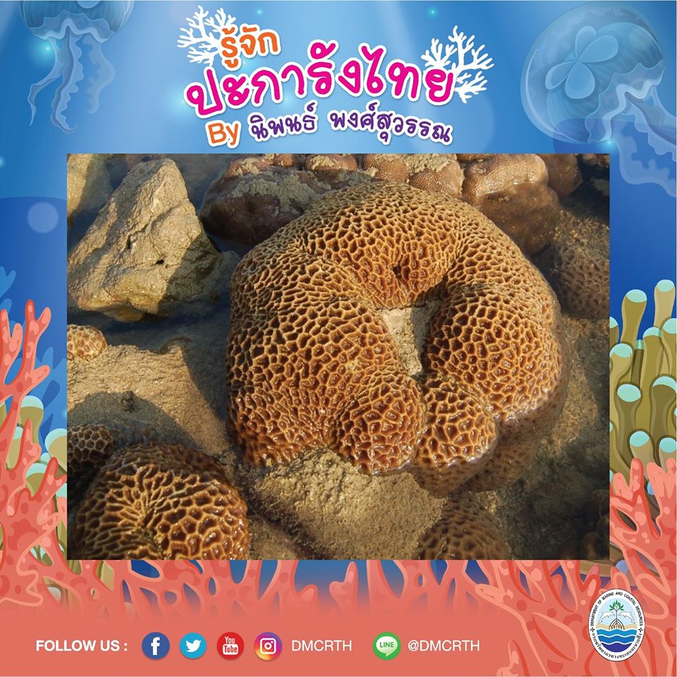 พาท่องโลกใต้ทะเล ทำความรู้จักปะการังวันละตัว #๕๘