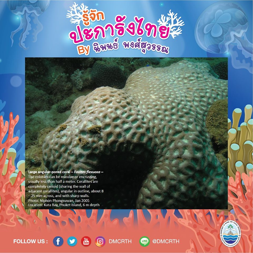 พาท่องโลกใต้ทะเล ทำความรู้จักปะการังวันละตัว #๘๘