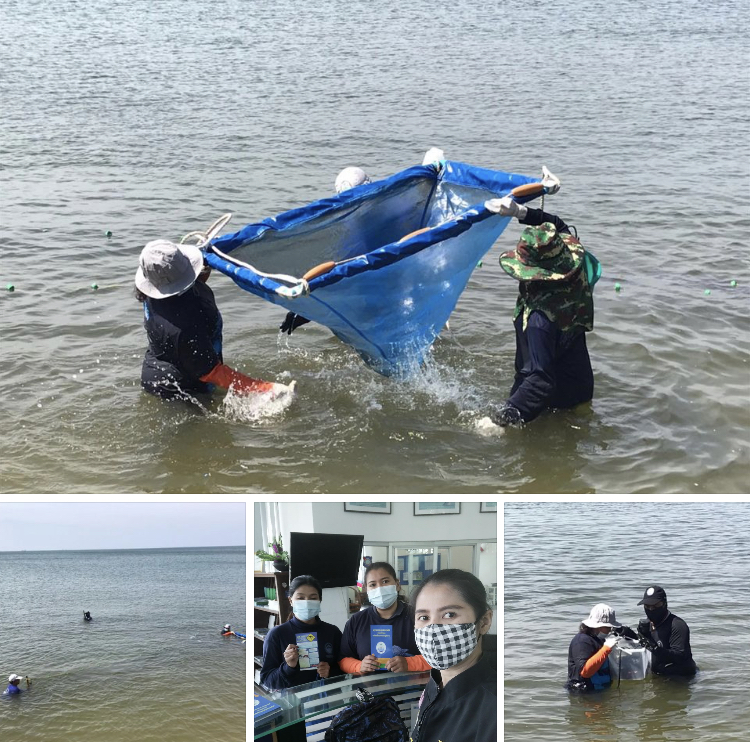 ตรวจสอบพื้นที่บางแสน-หาดวอน ไม่พบแมงกะพรุนพิษ