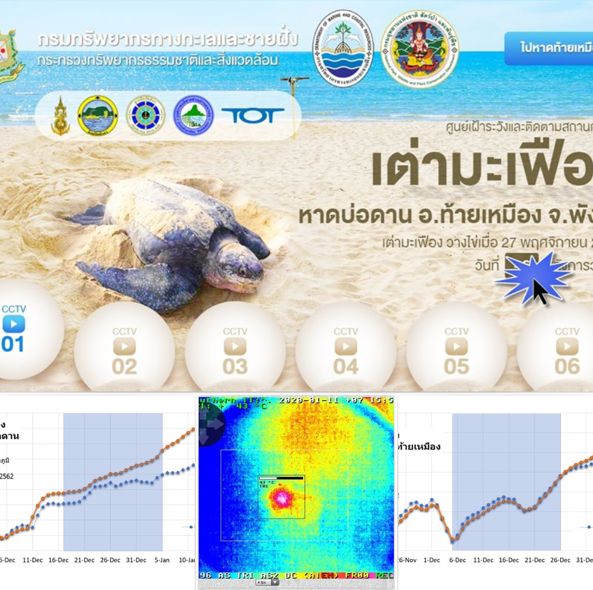 ใกล้เต็มที ลูกเต่ามะเฟืองน้อยๆ พร้อมฟักลงทะเลพังงา