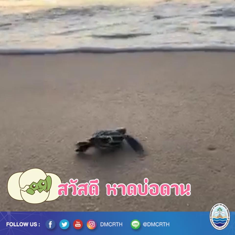 สวัสดี พี่น้องเครือข่ายอนุรักษ์ทะเลไทย