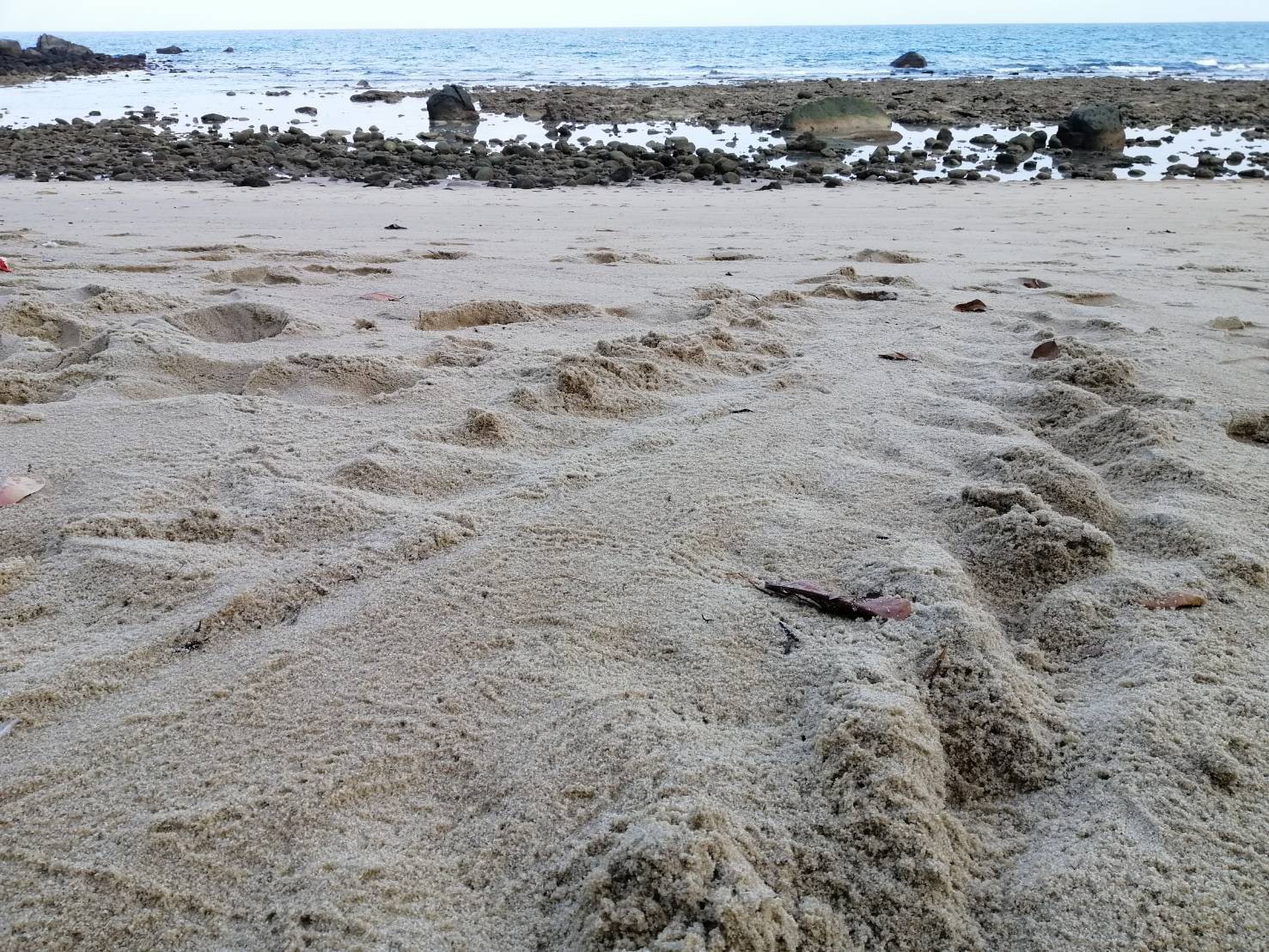 พบแม่เต่าขึ้นมาวางไข่ บริเวณชายหาดอ่าวไสคู จ.ภูเก็ต