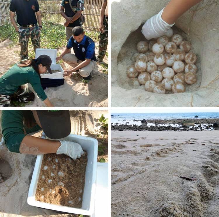 ไม่น้อยหน้ากัน เต่าตนุขึ้นวางไข่ชายหาดอ่าวไสคู
