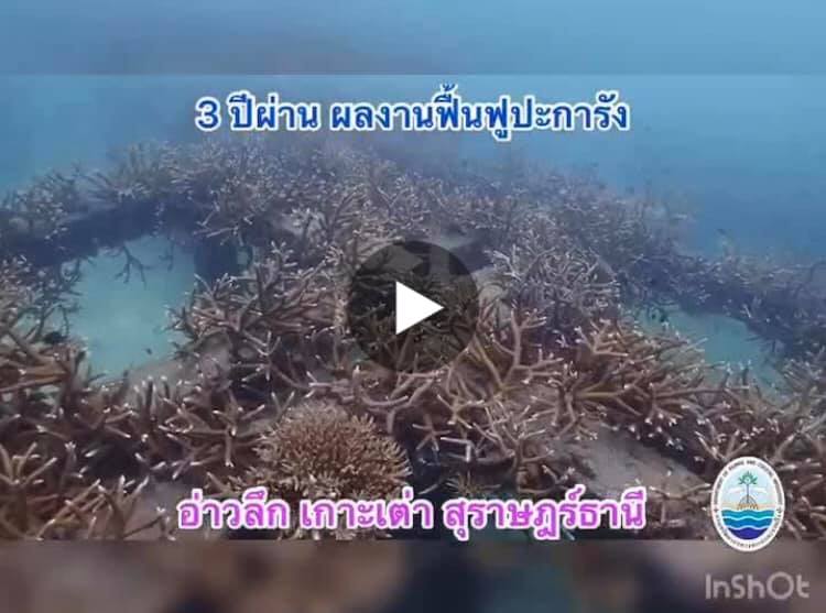 เที่ยงวัน วันละคลิป การฟื้นฟูปะการังที่อ่าวลึก เกาะเต่า ทะเลสุราษฎร์ธานี