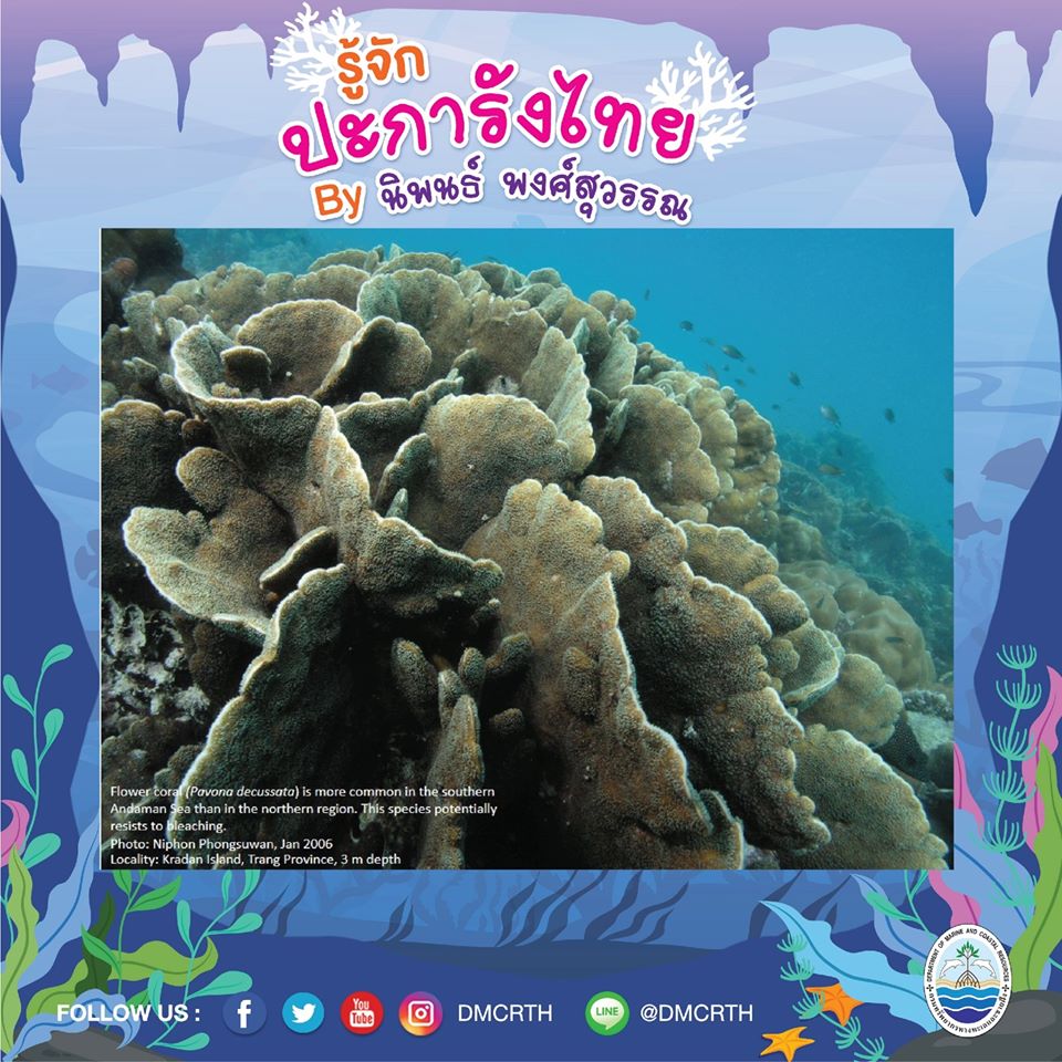 พาท่องโลกใต้ทะเล ทำความรู้จักปะการังวันละตัว #๒๙