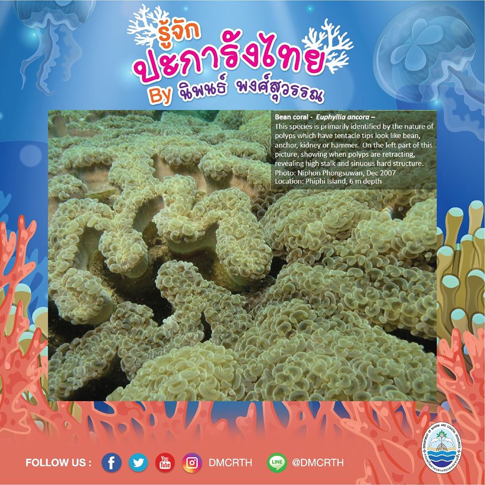 พาท่องโลกใต้ทะเล ทำความรู้จักปะการังวันละตัว #๘๙