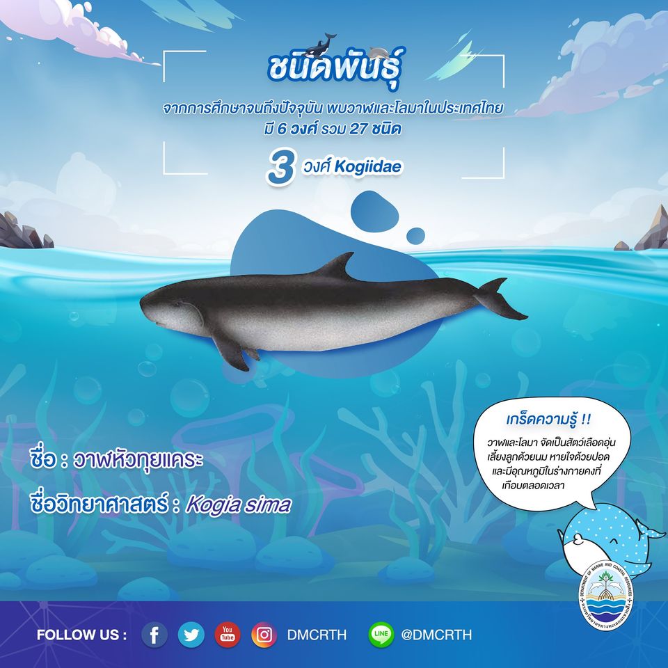 รู้จักเรา รู้จักวาฬ/โลมา วันละชนิด #๘ วาฬหัวทุยแคระ