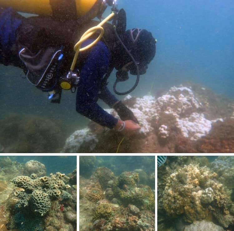 พบปะการังฟอกขาวที่เกาะมันใน แต่มีแนวโน้มฟื้นตัวดีขึ้น