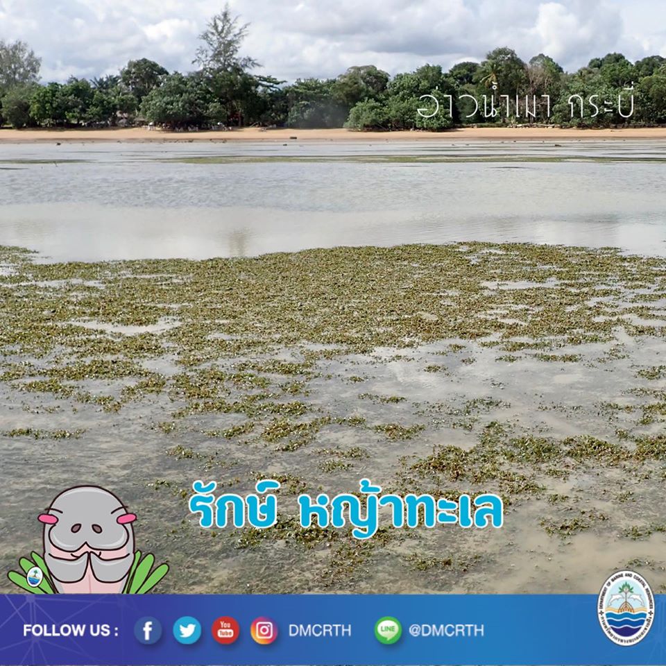สวัสดี พี่น้องเครือข่ายอนุรักษ์ทะเลไทย