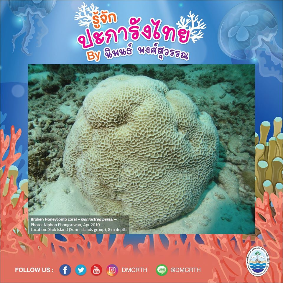 พาท่องโลกใต้ทะเล ทำความรู้จักปะการังวันละตัว #๕๙