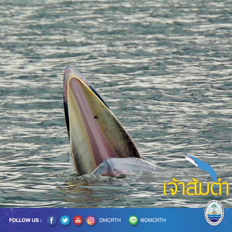 สวัสดี พี่น้องเครือข่ายอนุรักษ์ทะเลไทย