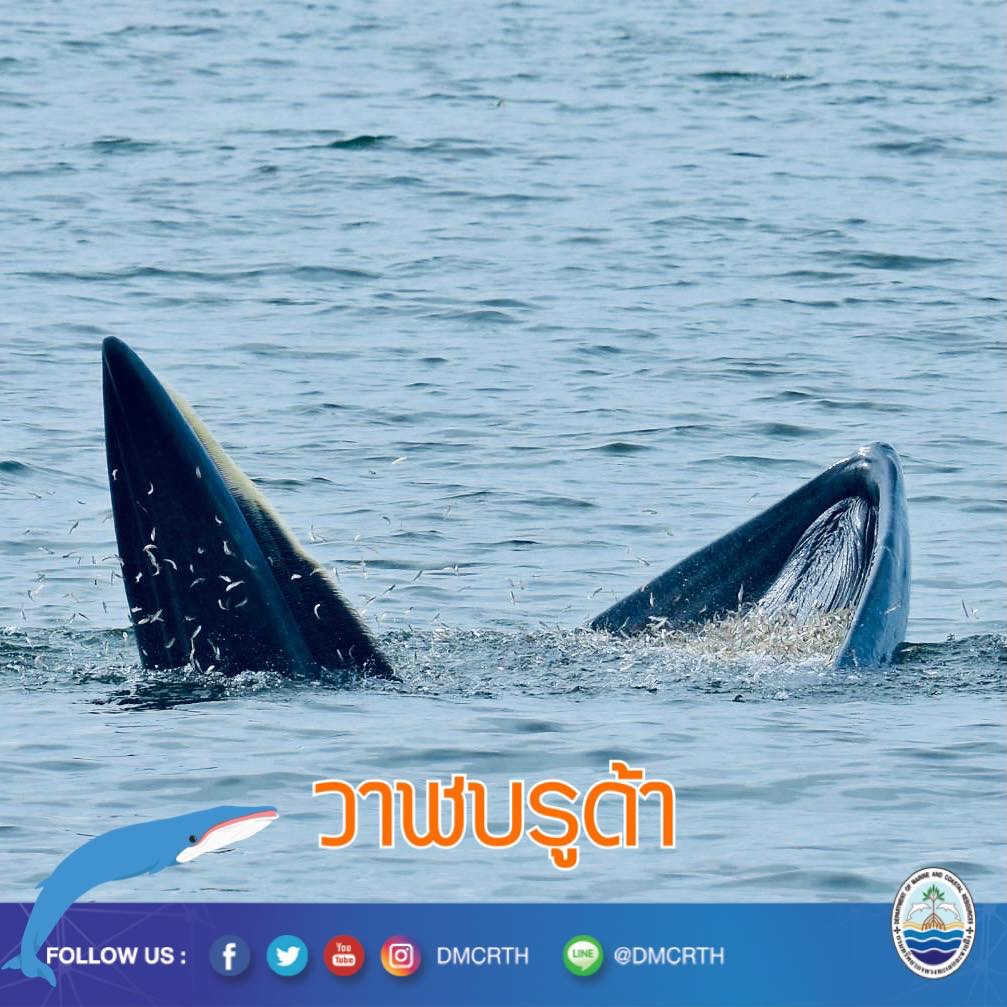 สวัสดี พี่น้องเครือข่ายอนุรักษ์ทะเลไทย