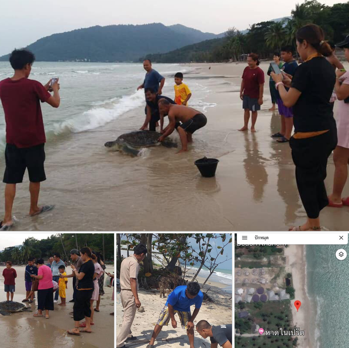 ดีใจ เต่าตนุคลานขึ้นชายหาดขนอม แต่ไม่มีการวางไข่