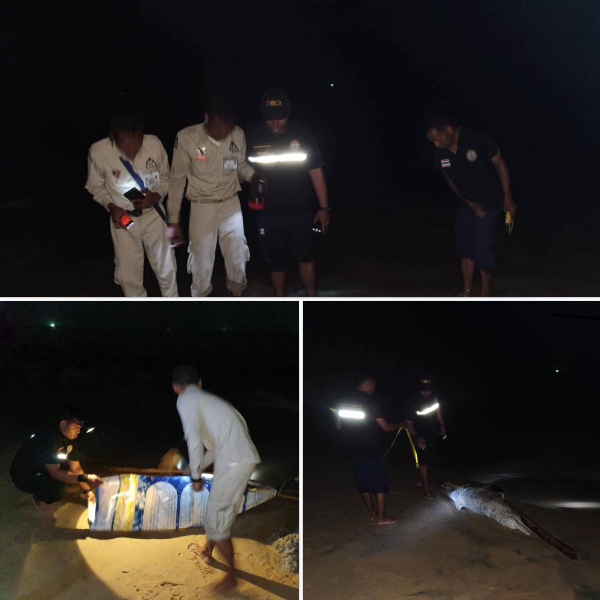 พบโลมาหลังโหนก ตายเกยหาดเขาปิหลาย