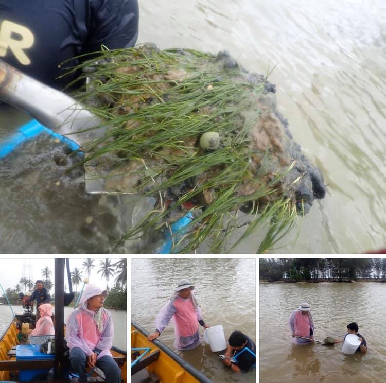 ทดสอบการฟื้นตัวในแหล่งหญ้ากุยช่ายเข็ม อ่าวไทยตอนล่าง