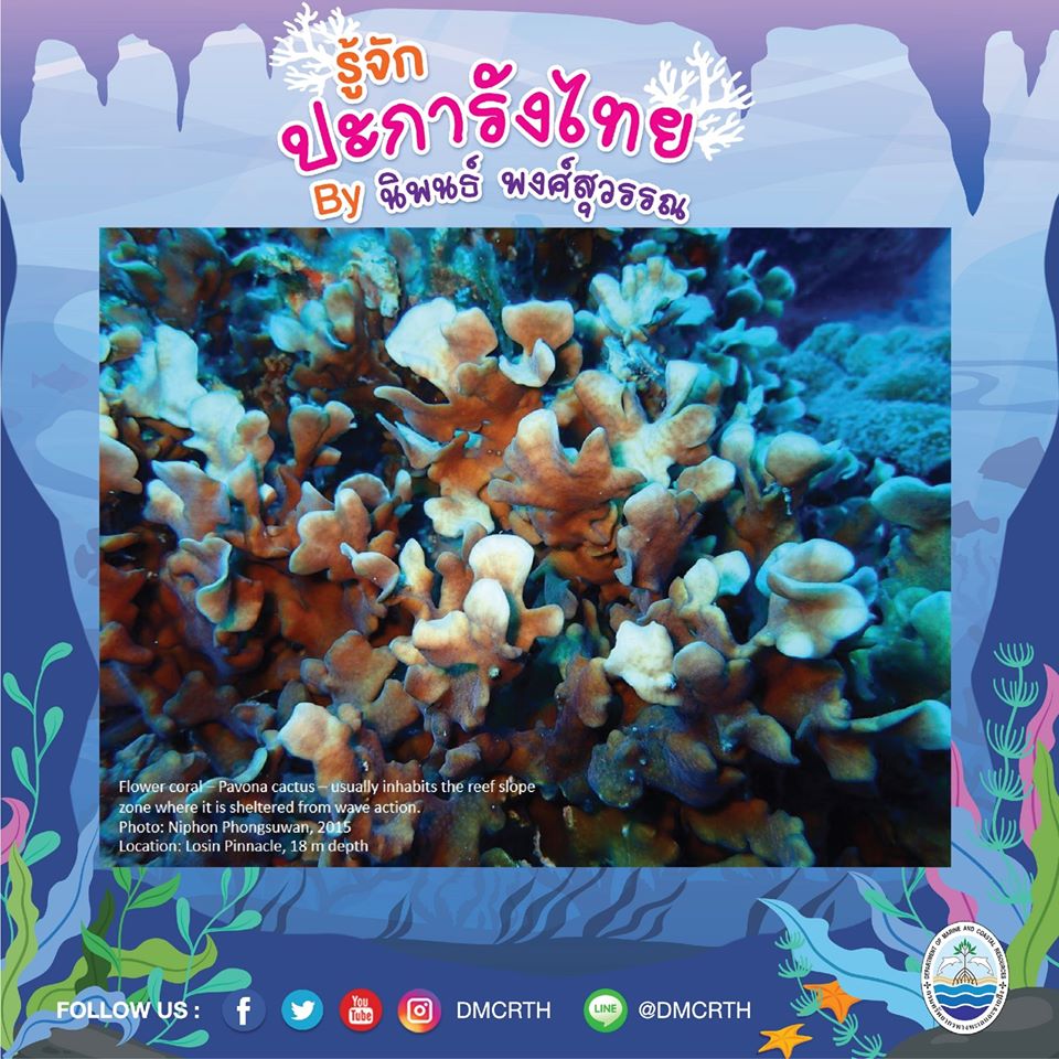 พาท่องโลกใต้ทะเล ทำความรู้จักปะการังวันละตัว #๓๐