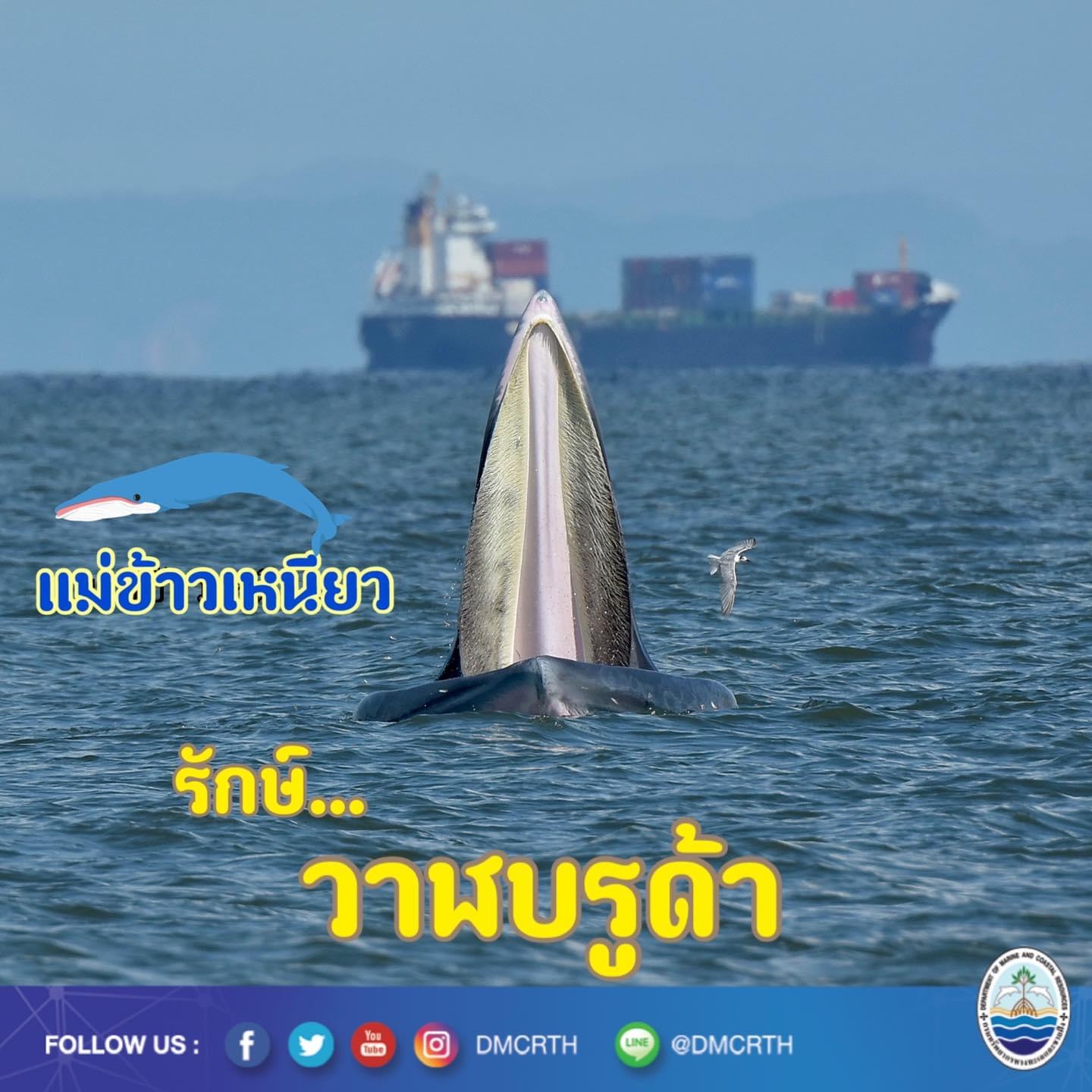 สวัสดี พี่น้องเครือข่ายอนุรักษ์ทะเลไทย