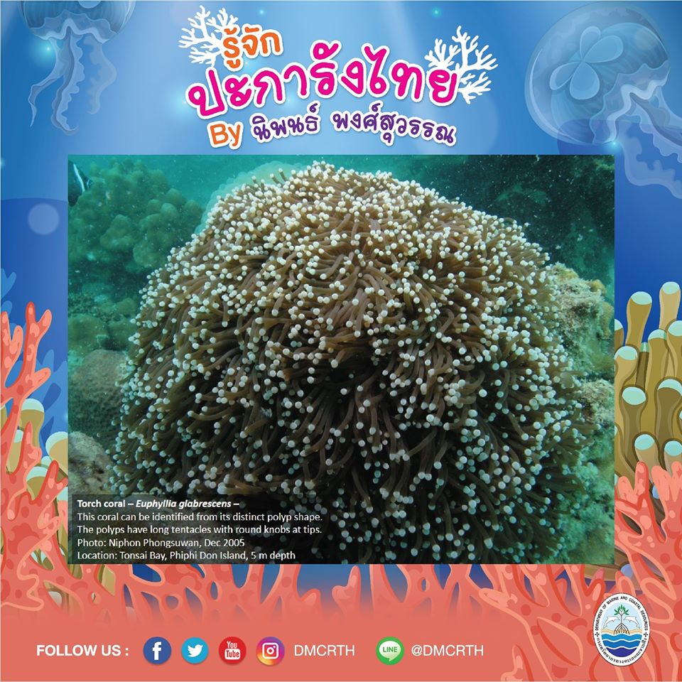 พาท่องโลกใต้ทะเล ทำความรู้จักปะการังวันละตัว #๙๐