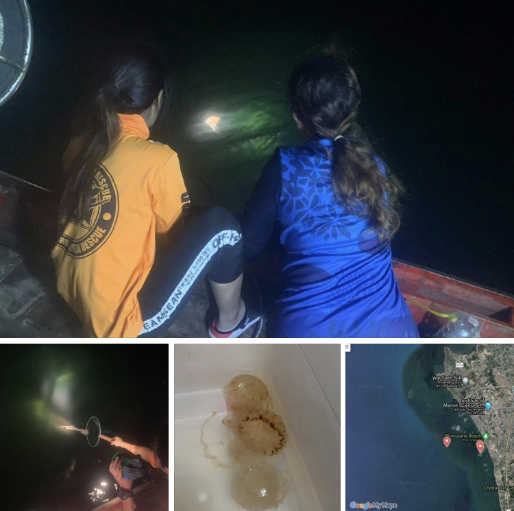 ล่องเรือสำรวจแมงกะพรุนพิษชายหาดบางแสน ชลบุรี