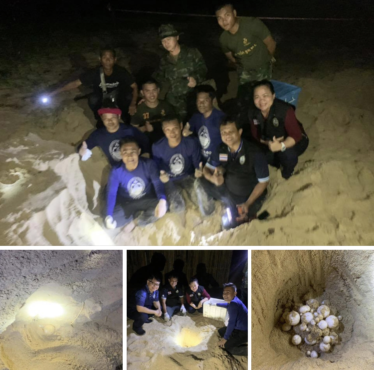พบแล้ว ไข่เต่ามะเฟืองหาดบ่อดาน รังนี้มีไข่ไม่มาก
