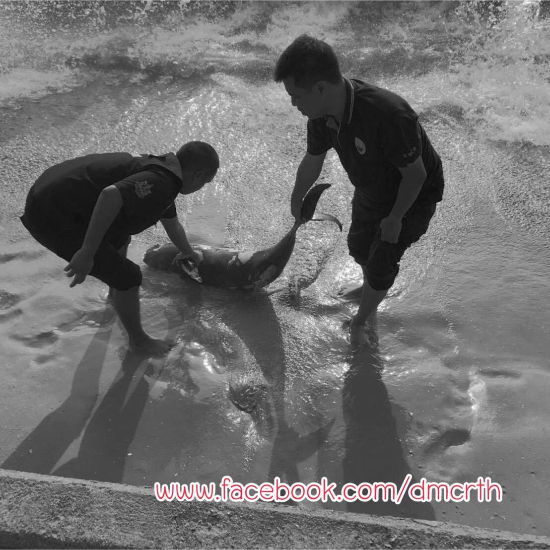 เศร้าใจ โลมาหัวบาตรหลังเรียบเกยตื้นอ่าวมะนาว ประจวบคีรีขันธ์