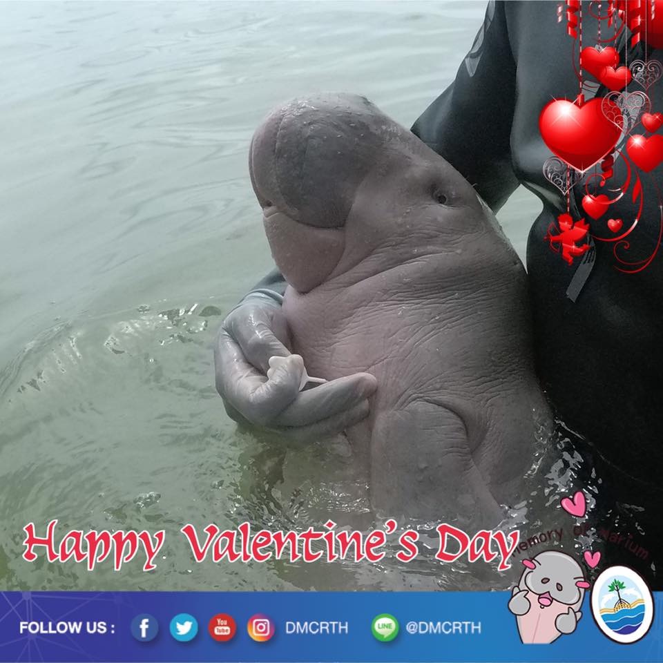 สวัสดี พี่น้องเครือข่ายอนุรักษ์ทะเลไทย