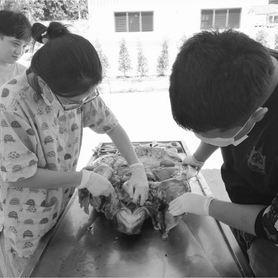 รับแจ้งจากอุทยาน พบเต่าหญ้าเกยตื้นในเขตสิรินาถ