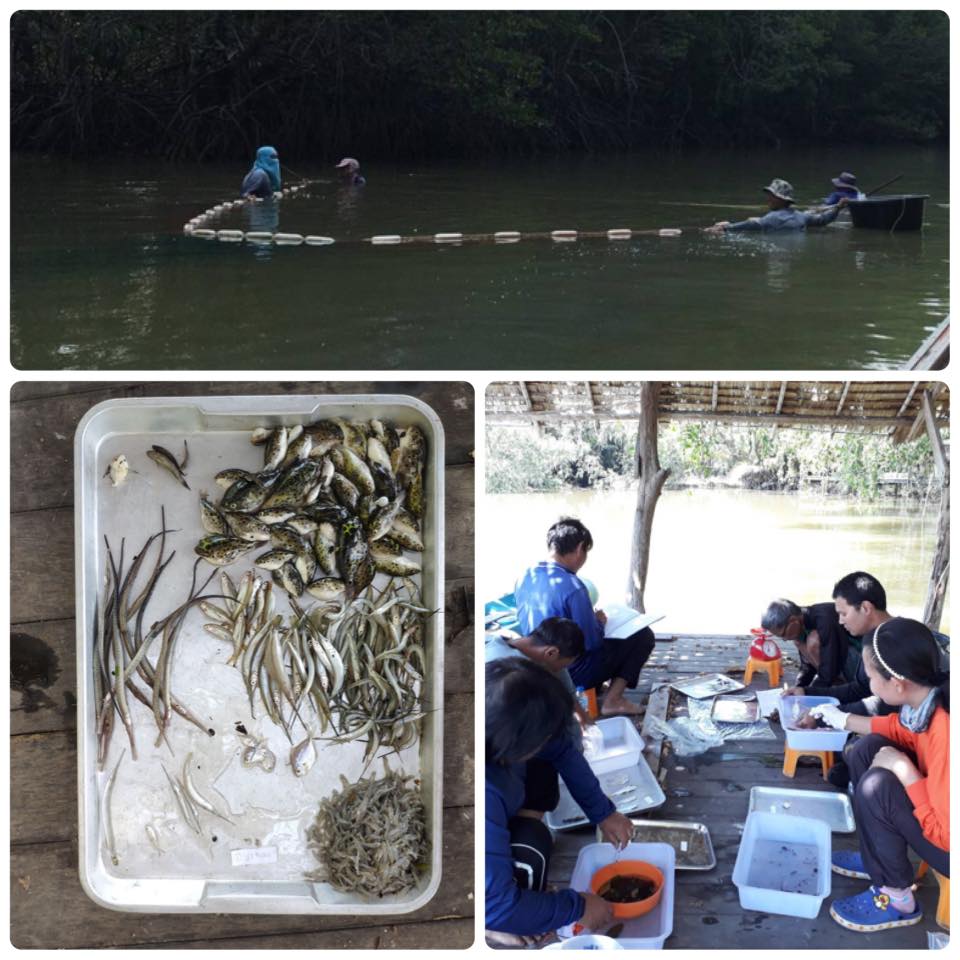 มาดูอ่าวบ้านดอน ยังมีความหลากหลายชนิดพันธุ์สูง