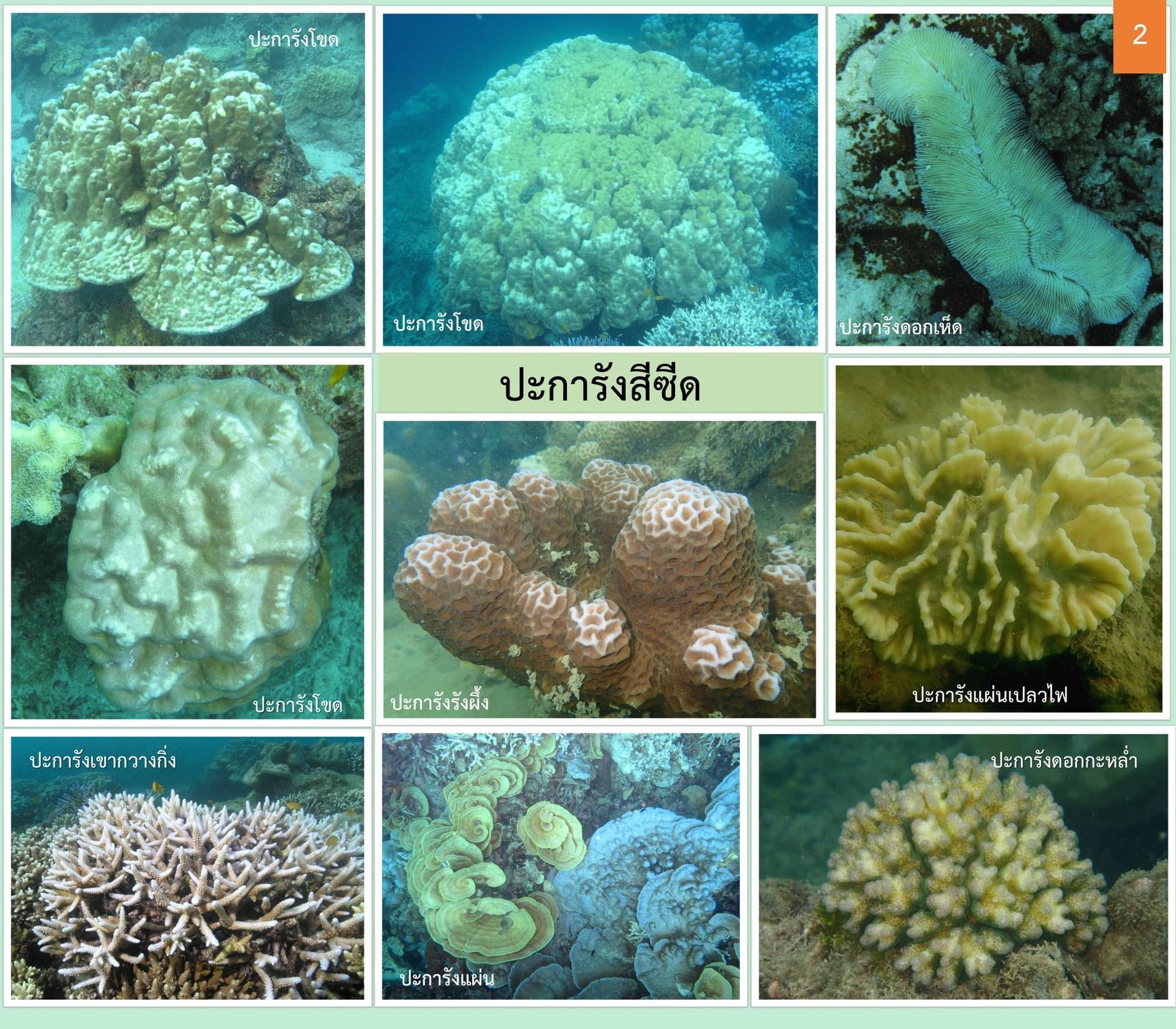 ถ้าน้ำทะเลร้อนมากขึ้นเรื่อยๆ ปะการังจะมีสีซีดจาง