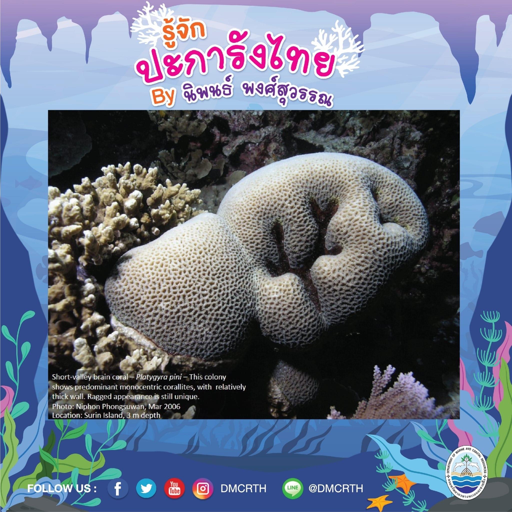 พาท่องโลกใต้ทะเล ทำความรู้จักปะการังวันละตัว #๑
