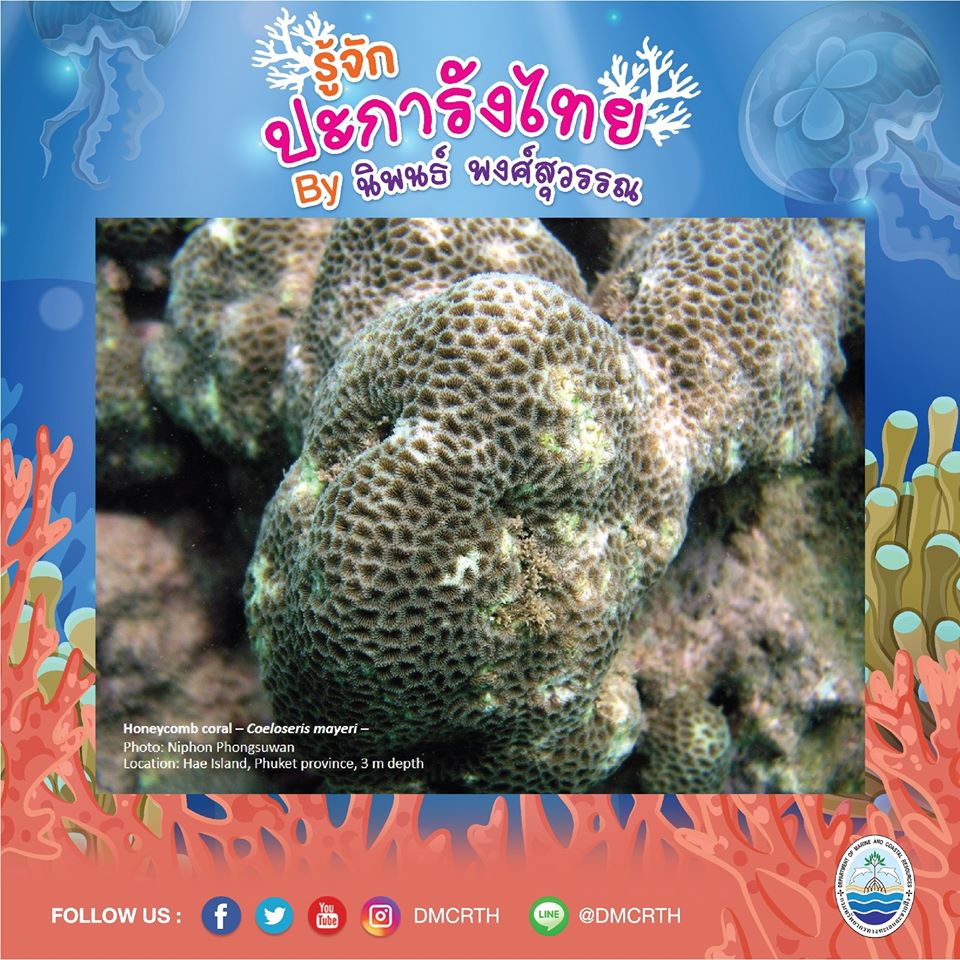 พาท่องโลกใต้ทะเล ทำความรู้จักปะการังวันละตัว #๖๒