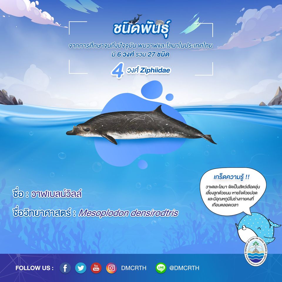 รู้จักเรา รู้จักวาฬ/โลมา วันละชนิด #๑๐ วาฬเบลน์วิลล์