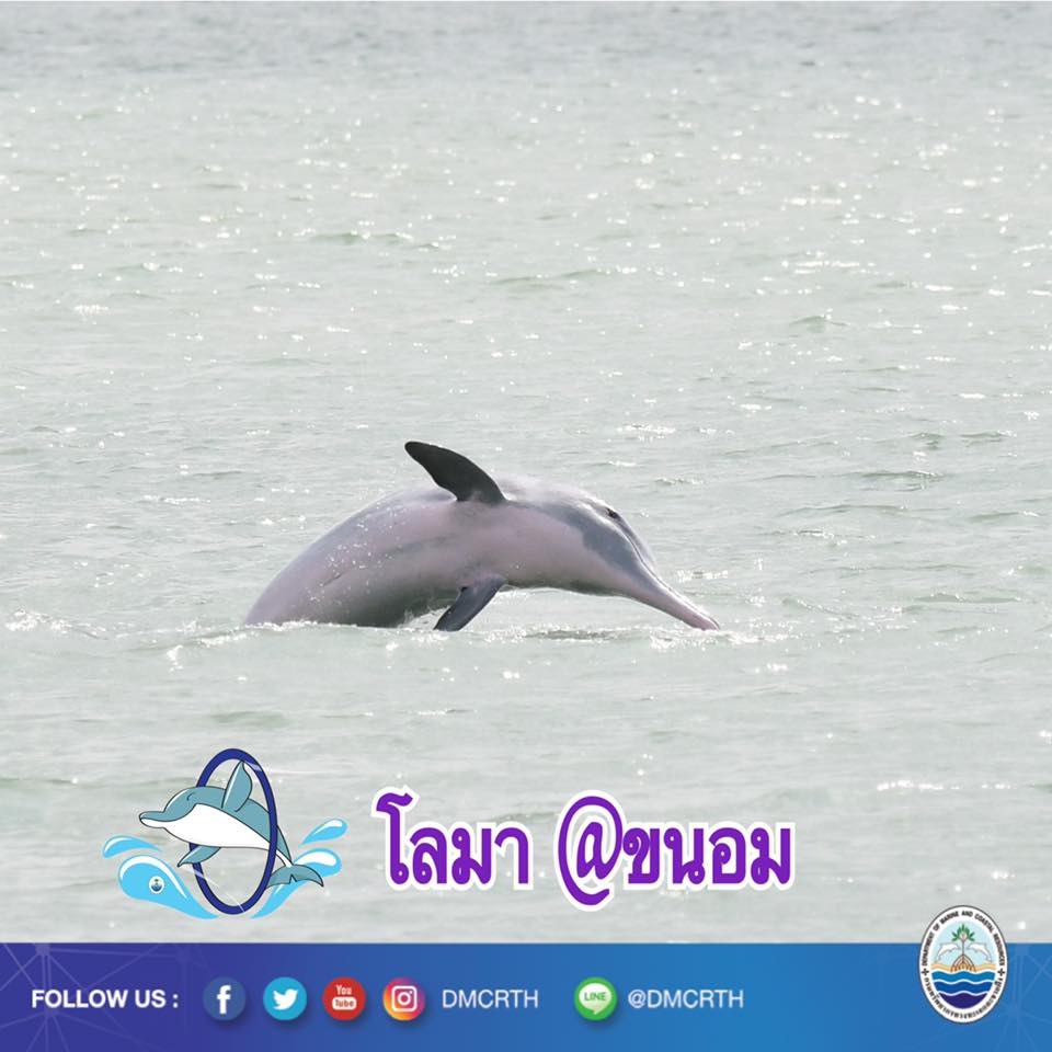 สวัสดี พี่น้องเครือข่ายอนุรักษ์ทะเลไทย