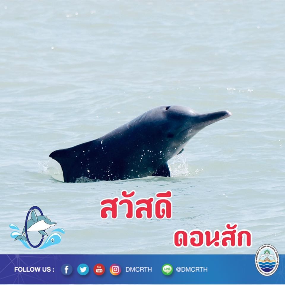 สวัสดี พี่น้องเครือข่ายอนุรักษ์ทะเลไทย
